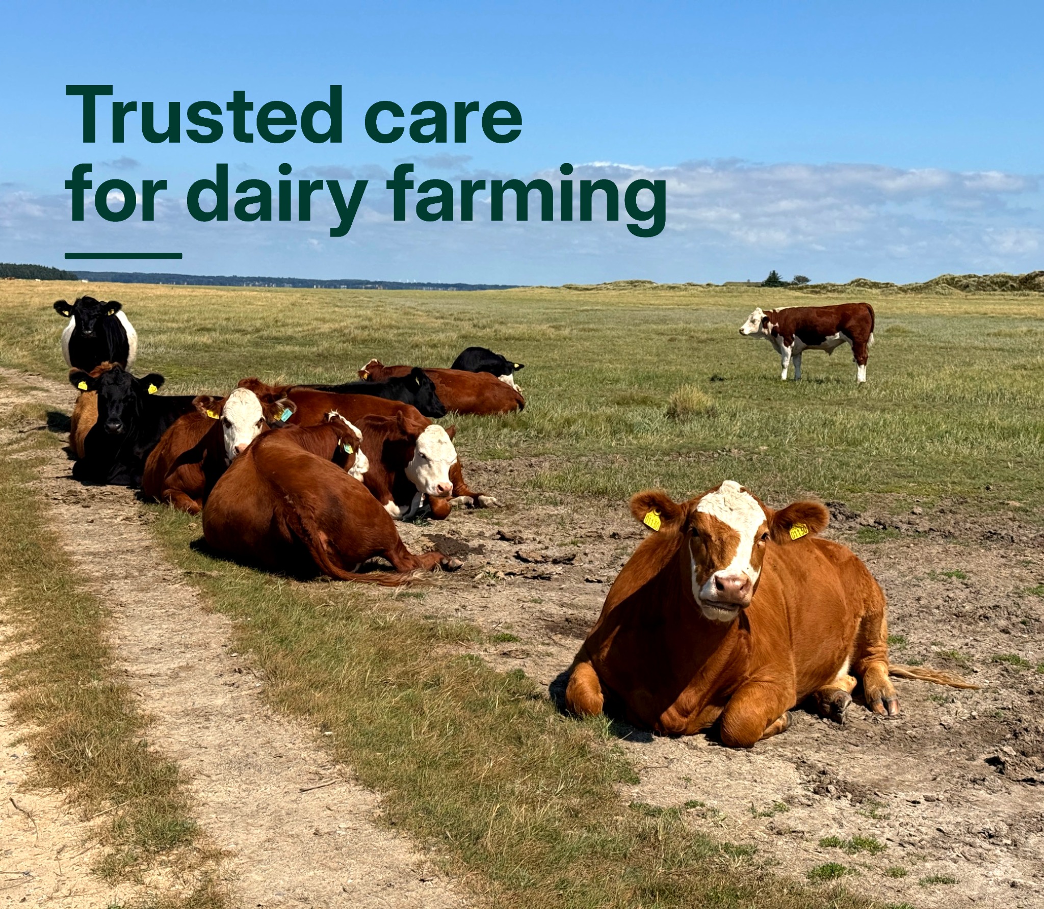 Dairy cattle resting on a green pasture