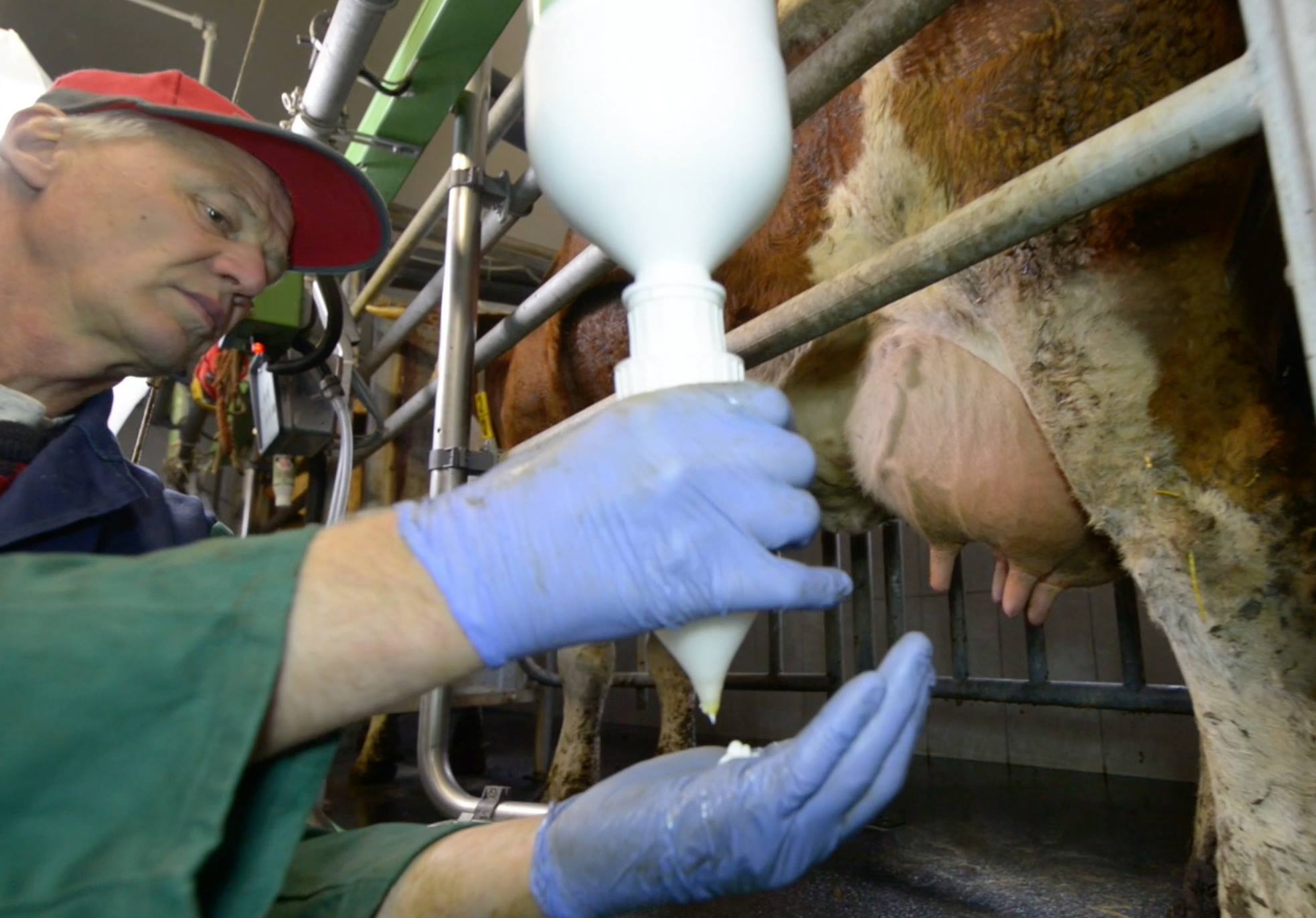 CAI-PAN®mint applied to the udder